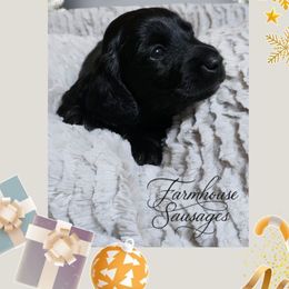 Coal - Limited AKC - Christmas Puppy - Black male Dachshund puppy in California from Farmhouse Sausages