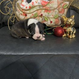 Boston Terrier Puppies from Boston Terriers