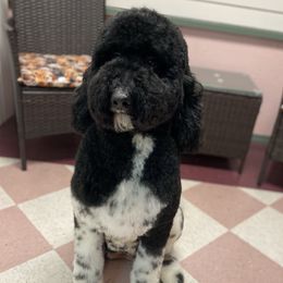 Tessa - Goldendoodle