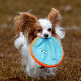 Aurorus (Rory) - Papillon
