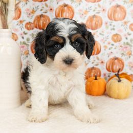 Cockapoo Puppies from Firm Foundation Cockapoos