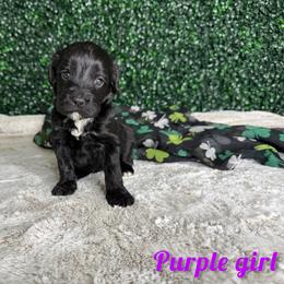 Purple girl - Black and white female Bernedoodle puppy in Modesto, California from Two Doods Doodles