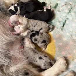 Snowflake - Blue merle and white female Cardigan Welsh Corgi puppy in Atascadero, California from California Corgis and Kunes