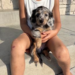 Dachshund Puppies from Hoosier Doxies