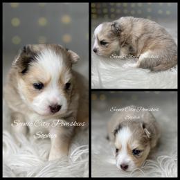 Sophia - Merle female Pomsky puppy in Rossville, Georgia from Scenic City Pomskies