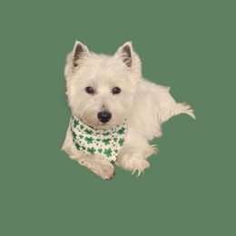 Wesley - West Highland White Terrier