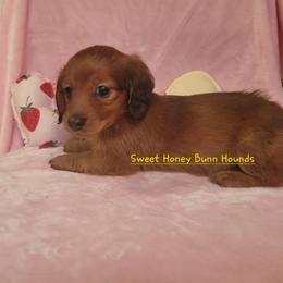 Monroe - Red female Dachshund puppy in Pinson, Alabama from Alondra Boudreaux