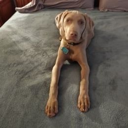 Weimaraner Puppies from Kaleidoscope Weims