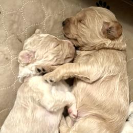 Double Doodles and Labradoodles from MerryGold Doodles