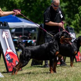 Rottweiler Puppies from Bronx Von Bridges Rottweilers