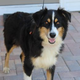 Virginia - Miniature Australian Shepherd