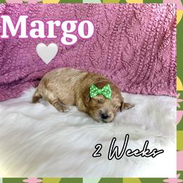 Margo - Red female Cavapoo puppy in Runaway Bay, Texas from Green Ranch Doodles