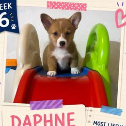 Daphne Bridgerton - Red and white female American Corgi puppy in Lake Havasu City, Arizona from London Bridge Corgis
