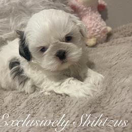 Shih Tzu Puppies from Exclusively Shih Tzu's LLC