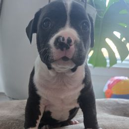 Gryphon - Seal brown male American Pit Bull Terrier puppy in Aurora, Colorado from BlueRose Kennel