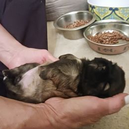 Shih Tzu Puppies from Peterson Shih Tzus