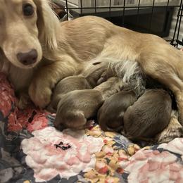 Girl 2 is a Shaded cream - Cream female Dachshund puppy in Hutto, Texas from R.G. Dachshunds