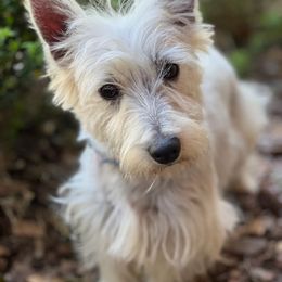 Sassy - West Highland White Terrier