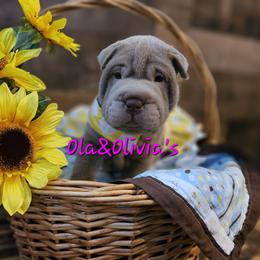 Chinese Shar-Pei Puppies from Zoey's Waggly Tails