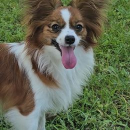 Biewer Terriers and Papillons from Southern Belle's Biewer Terriors & Papillons
