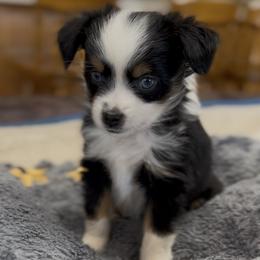 Miniature Australian Shepherd puppies from Grace River Aussies