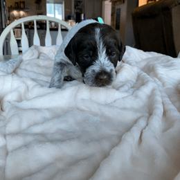 Wirehaired Pointing Griffon Puppies from Happy Hollow Griffons