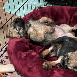Border Terrier Puppies from Wildwood Border Terriers