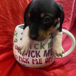 Snuggles(Teacup Dachshund) - Dachshund puppy from KS FUREVER MINI DOXIES