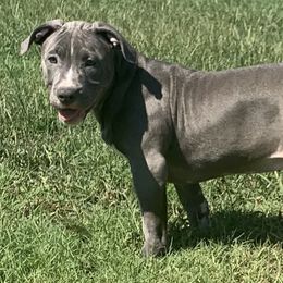 Girl-Green - Blue American Bully puppy in Conroe, Texas from Titanium Kilo Kennels