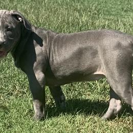 Girl-Green - Blue American Bully puppy in Conroe, Texas from Titanium Kilo Kennels
