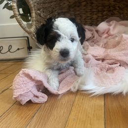 Bernedoodle Puppies from Timber Trail Bernedoodles RI