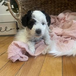 Bernedoodle Puppies from Timber Trail Bernedoodles RI