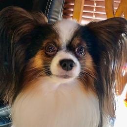 Papillons from Mishmo's Papillons