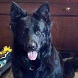 Vanilla - German Shepherd