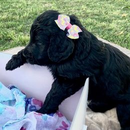 Goldendoodle Puppies from Peachy Sweet Goldendoodles