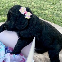 Goldendoodle Puppies from Peachy Sweet Goldendoodles