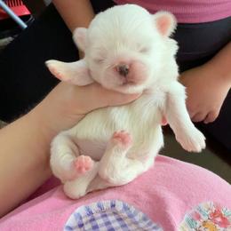 My keeper girl - Cream female Pekingese puppy in Clinton, Tennessee from Gracelands Pekingese