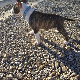 Bull Terrier Puppies from KBs. Bull Terriers