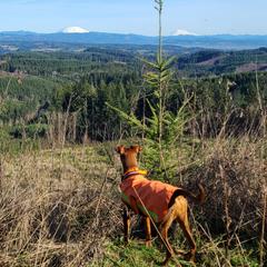 German Pinscher All Grown Up from RiverRAT Barn Hunt