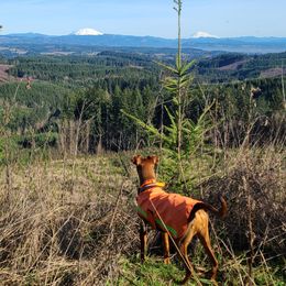 German Pinscher All Grown Up from RiverRAT Barn Hunt