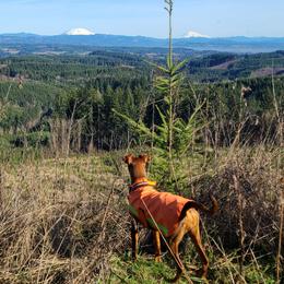 German Pinscher All Grown Up from RiverRAT Barn Hunt
