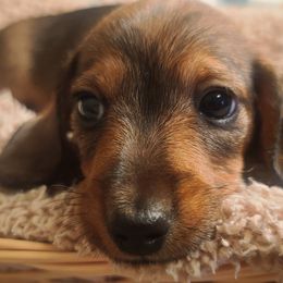 Girl 1 - Red Dachshund puppy in Arlington, Tennessee from Dry Creek Dachshunds