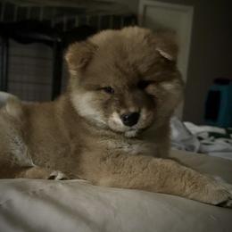 Marley - Red male Shiba Inu puppy in Gladewater, Texas from Mirage Siberians