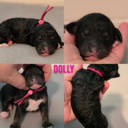Dolly - Tri-color female Bernedoodle puppy in Summerville, South Carolina from Channys Doodles