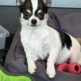 Chihuahua puppies from Keljim's Chihuahuas