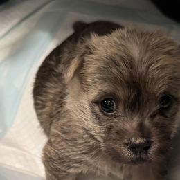 Cairn Terriers from Cook’s Cairn Terriers