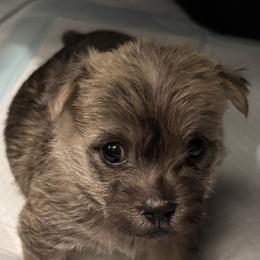 Cairn Terriers from Cook’s Cairn Terriers