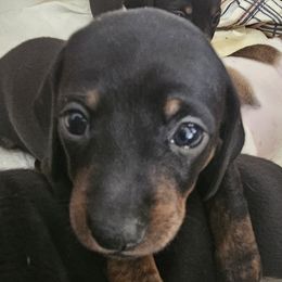 Girl 4 - Dachshund puppy from HPM