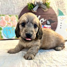 Quella - Cream female Dachshund puppy in Hensley, Arkansas from The Dachshund Barn