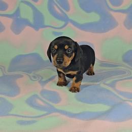Dachshund Puppies from Newbern's Nuggets